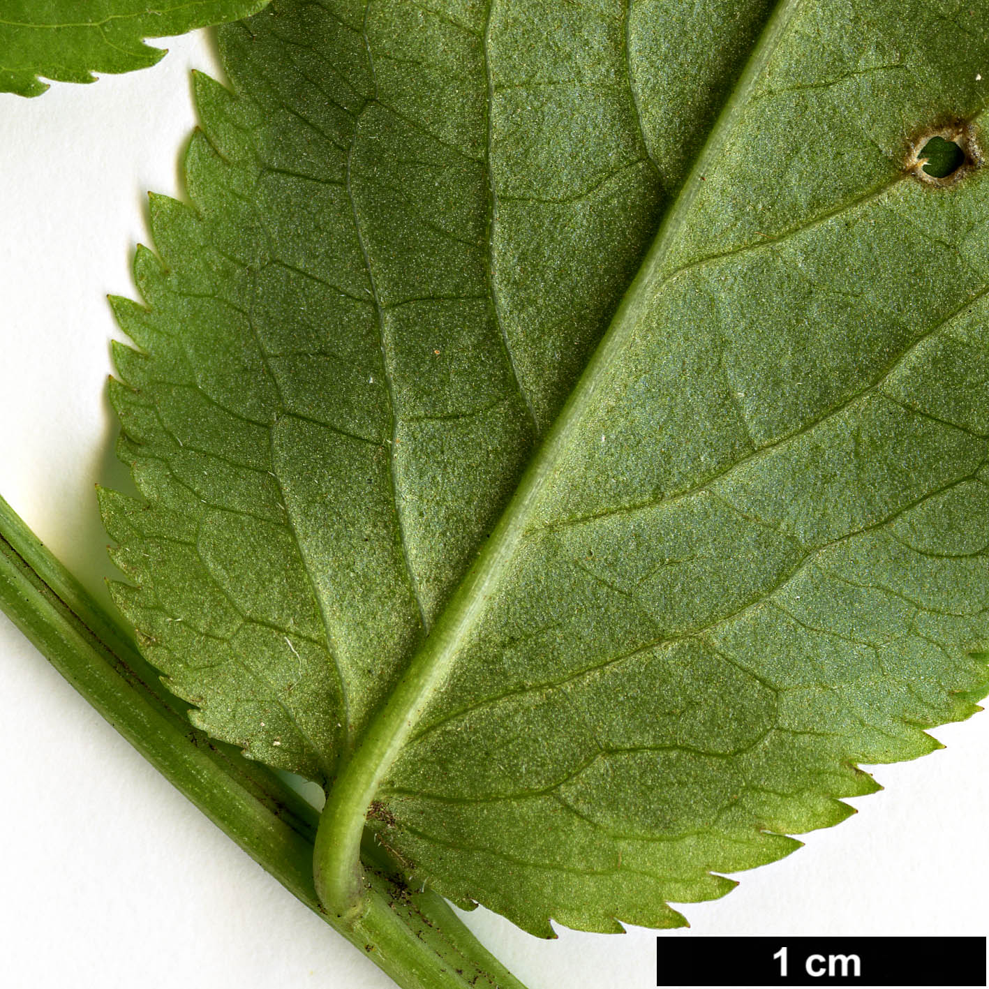 High resolution image: Family: Adoxaceae - Genus: Sambucus - Taxon: lanceolata